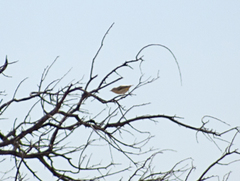 Pardalotus rubricatus