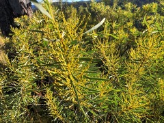 Acacia decora