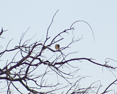 Pardalotus rubricatus