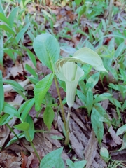 Arisaema triphyllum