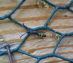 Monosapyga clavicornis