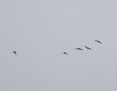 Haematopus ostralegus