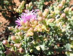 Ruschia cradockensis