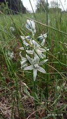 Ornithogalum boucheanum