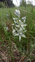 Ornithogalum boucheanum