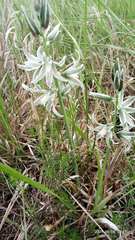 Ornithogalum boucheanum