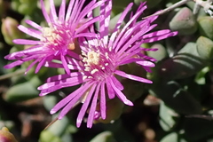 Ruschia cradockensis