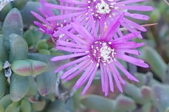 Ruschia cradockensis