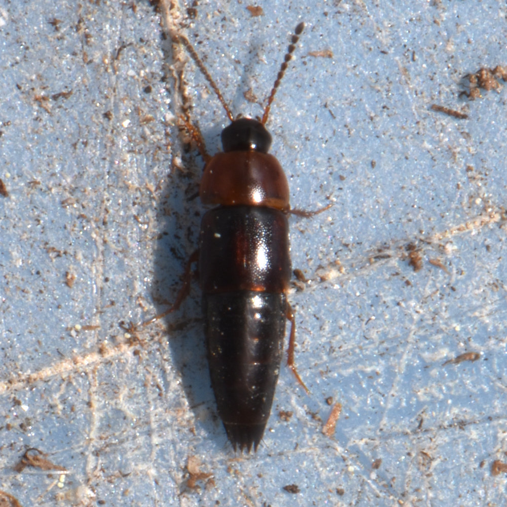 Tachinus limbatus