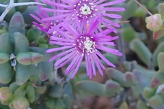 Ruschia cradockensis