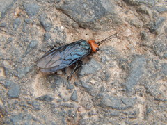 Acantholyda erythrocephala