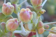 Ruschia cradockensis