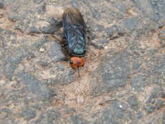 Acantholyda erythrocephala