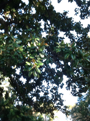 Magnolia grandiflora