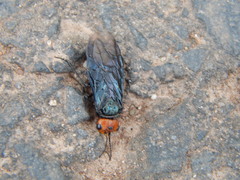 Acantholyda erythrocephala