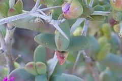 Ruschia cradockensis