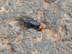 Acantholyda erythrocephala