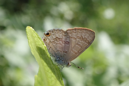 Speckled Line-Blue