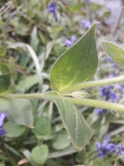 Melandrium