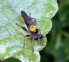 Lampria clavipes
