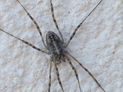 Dasylobus