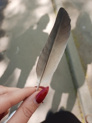 Columba livia domestica