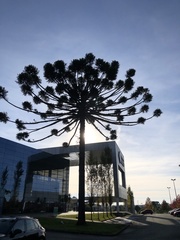 Araucaria angustifolia