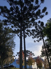 Araucaria angustifolia