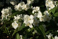 Philadelphus coronarius
