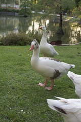 Anser anser domesticus