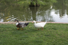 Anas platyrhynchos × Cairina moschata
