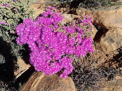 Ruschia cradockensis