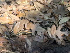 Thamnophis sirtalis annectens