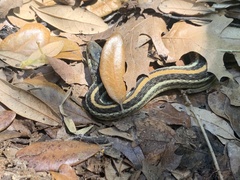 Thamnophis sirtalis annectens