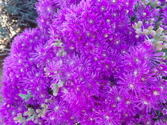 Ruschia cradockensis