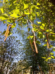 Betula