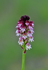 Neotinea ustulata ustulata