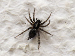 Textrix denticulata