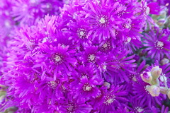 Ruschia cradockensis