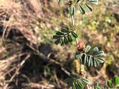 Indigofera linnaei