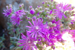 Ruschia cradockensis