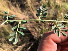 Indigofera linnaei