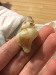 Chicoreus denudatus