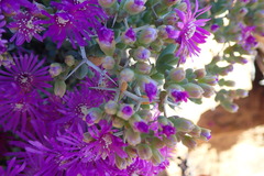 Ruschia cradockensis