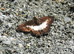 Seseria sambara
