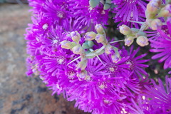 Ruschia cradockensis