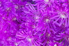 Ruschia cradockensis