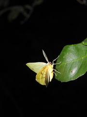 Omiza