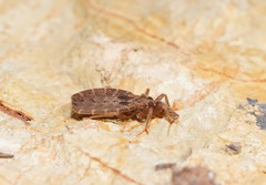 Tribelocephalinae