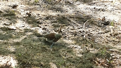 Turdus pilaris